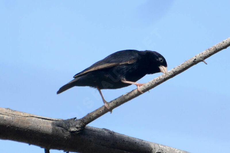 Wilson's Indigobird male adult, identification