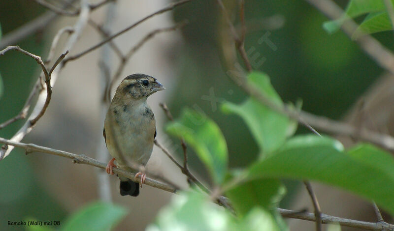 Village Indigobird