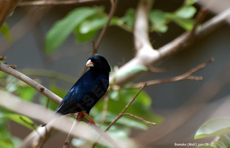 Village Indigobird male adult breeding