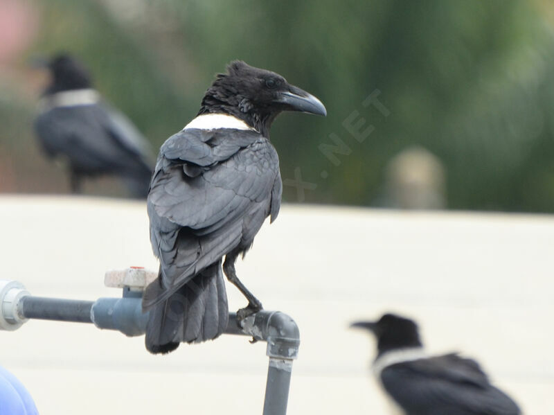 Pied Crow, identification