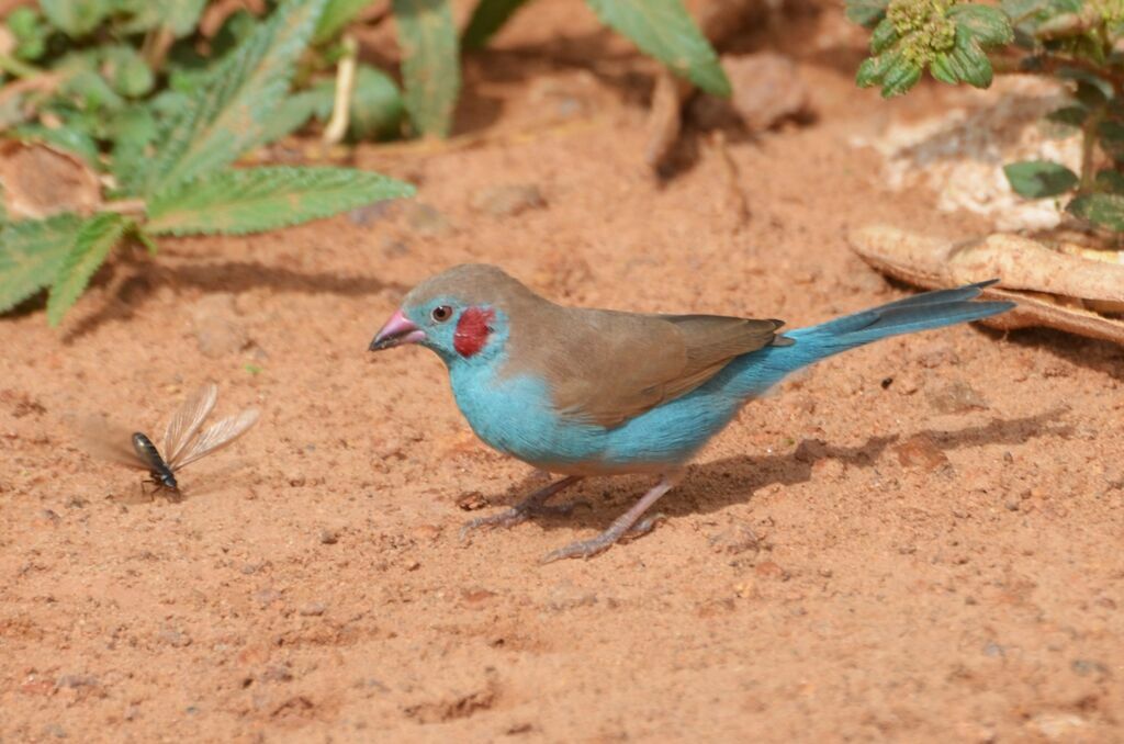 Cordonbleu à joues rougesadulte, mange