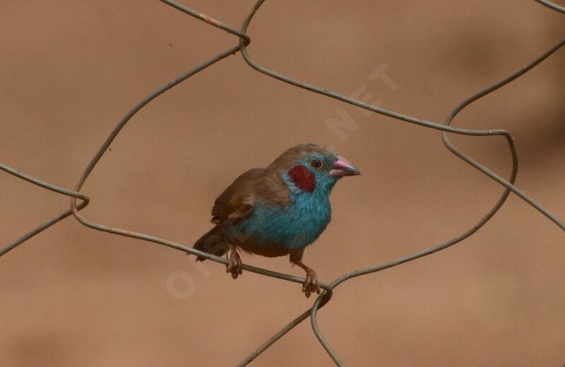 Cordonbleu à joues rougesadulte, identification