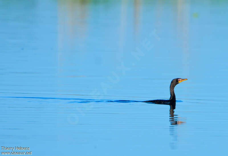 Reed Cormorantadult, swimming, fishing/hunting, Behaviour