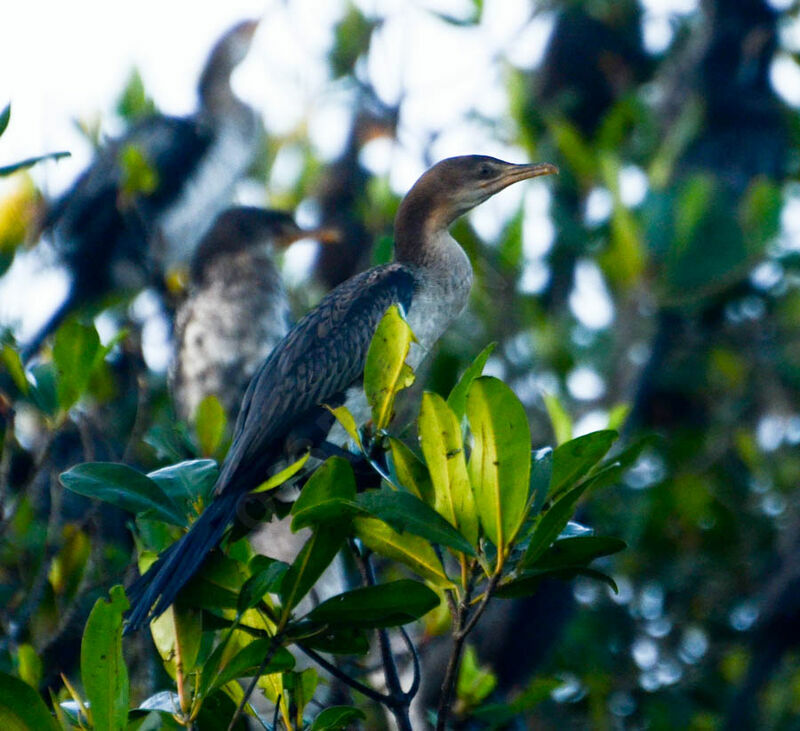 Cormoran africainimmature