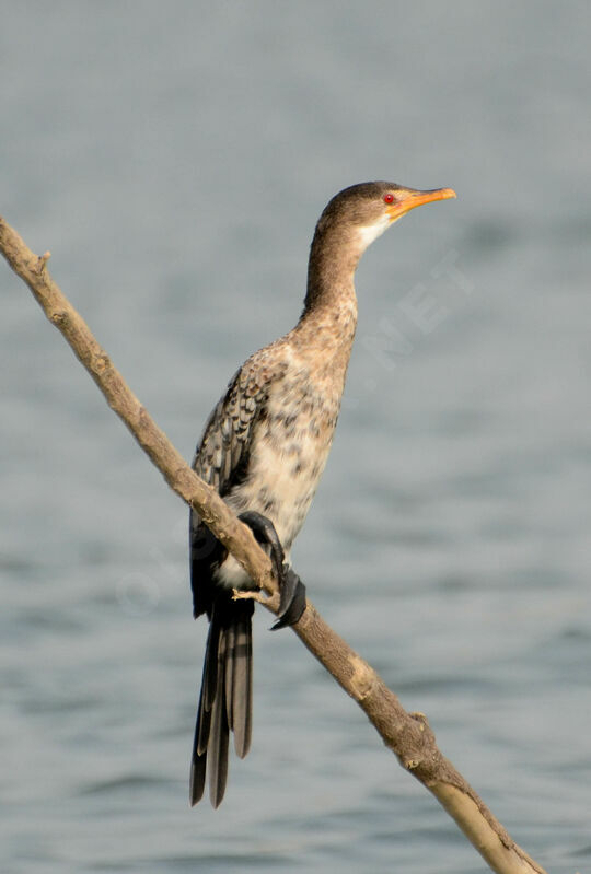 Reed Cormorantimmature