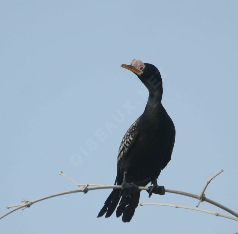 Cormoran africainadulte nuptial