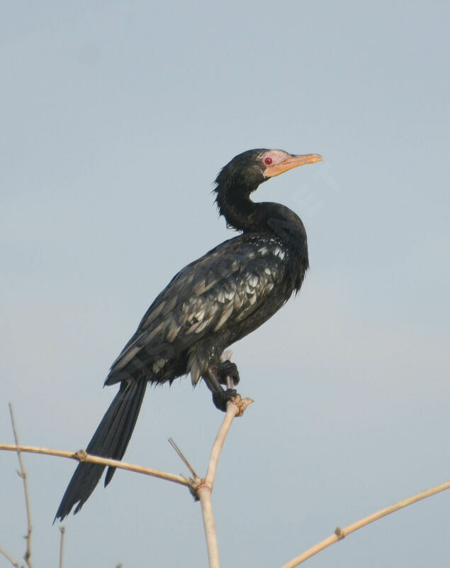 Reed Cormorantadult breeding, identification