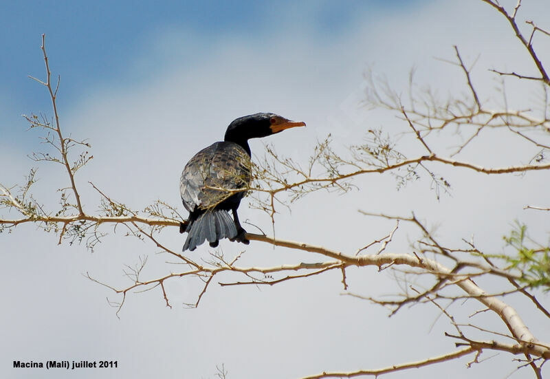 Reed Cormorantadult, identification