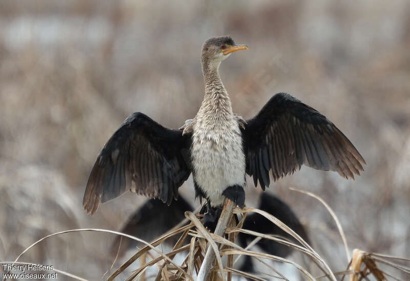 Reed CormorantFirst year, pigmentation, Behaviour