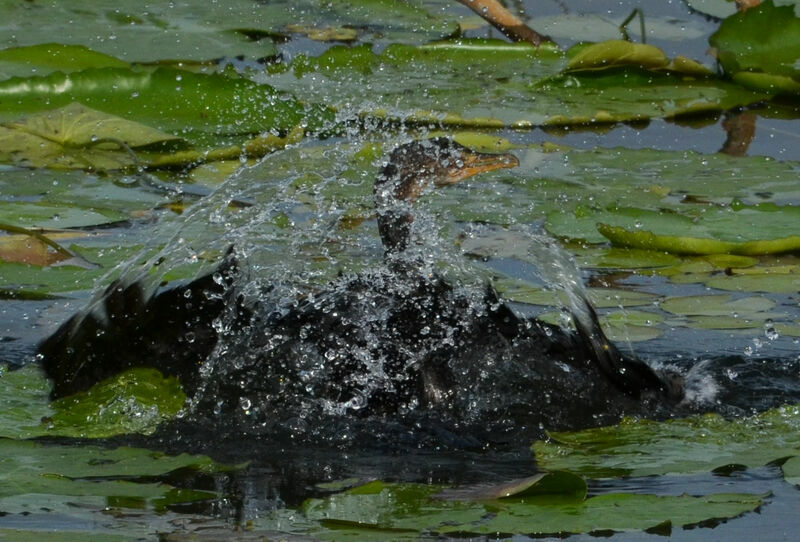 Reed Cormorantadult, care