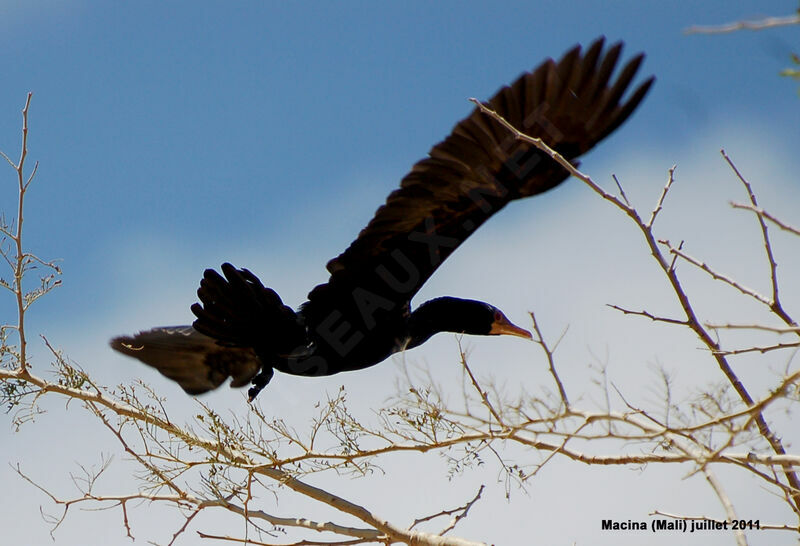 Cormoran africainadulte, Vol