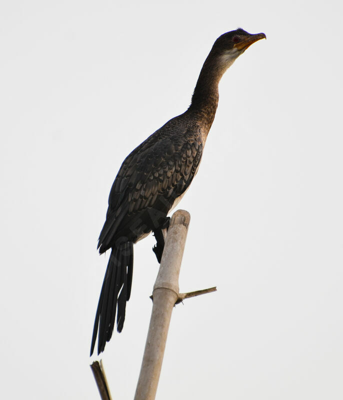 Cormoran africainadulte, identification