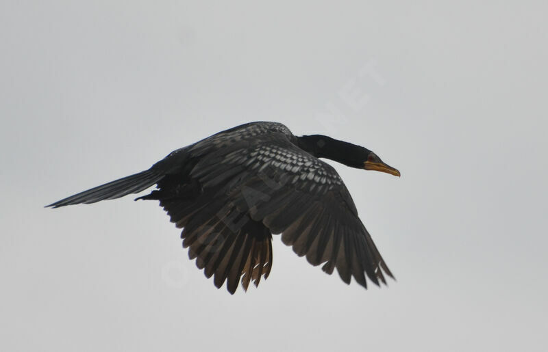 Reed Cormorantadult, Flight