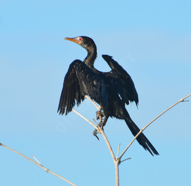 Cormoran africainadulte