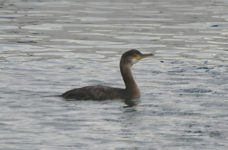 European Shag