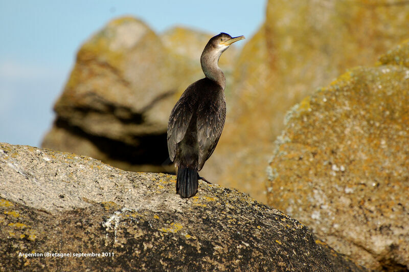 European Shag