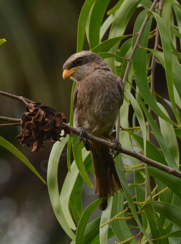 Yellow-billed Shrikeadult, identification