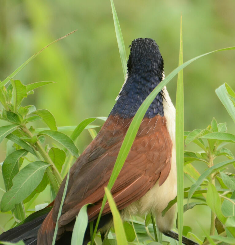 Coucal à nuque bleueadulte, identification