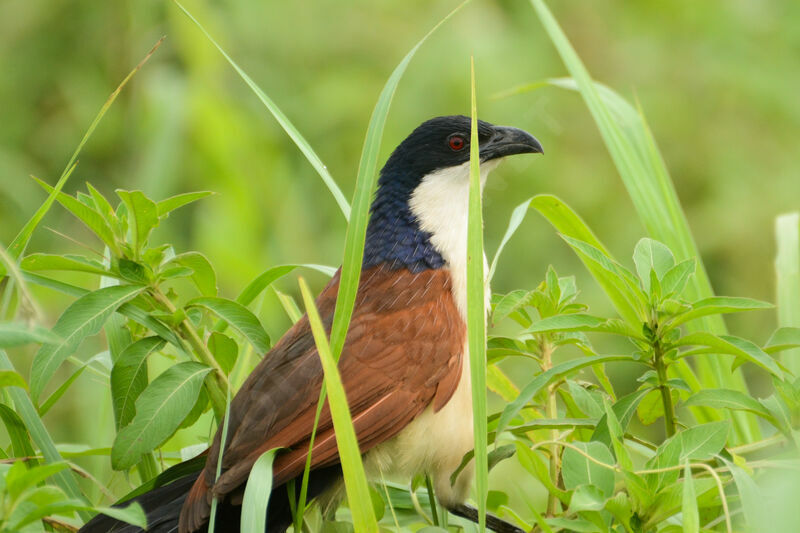 Coucal à nuque bleueadulte, identification