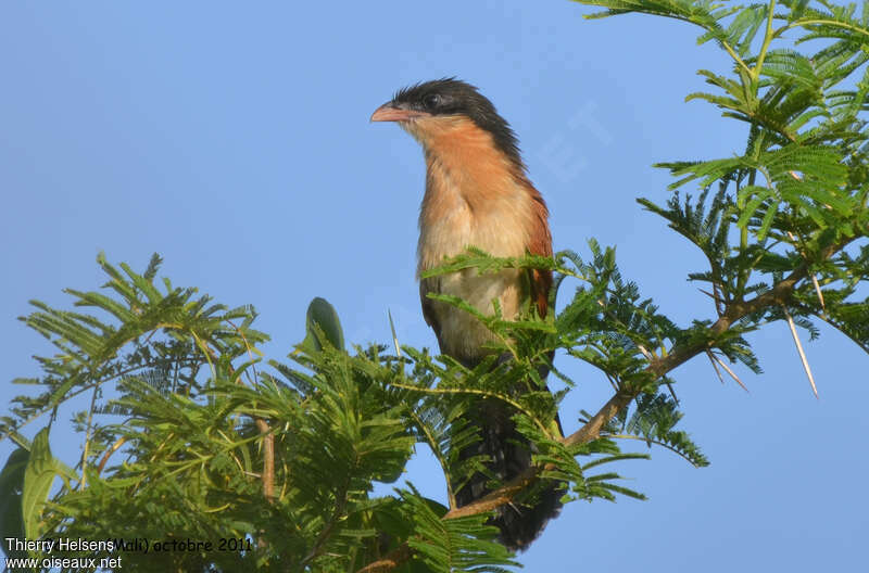 Senegal Coucalimmature, close-up portrait