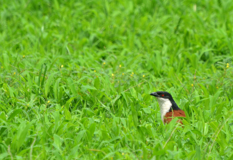 Coucal du Sénégaladulte