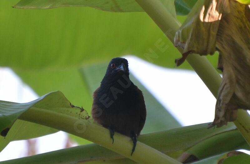 Coucal du Sénégaladulte