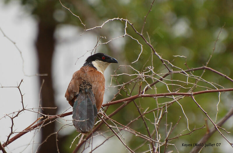 Coucal du Sénégal