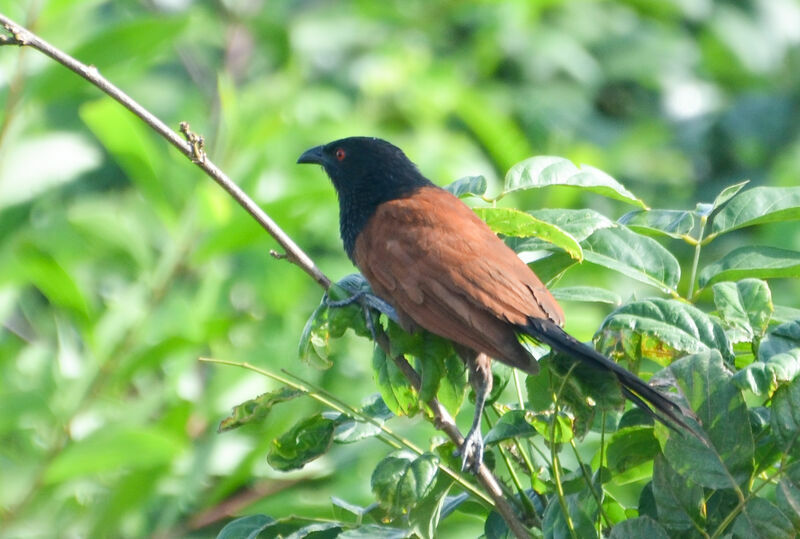 Coucal du Sénégaladulte, identification