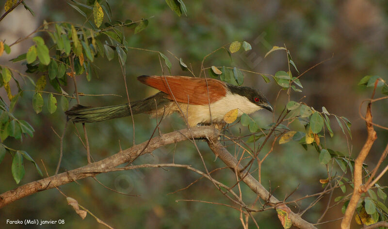 Senegal Coucal