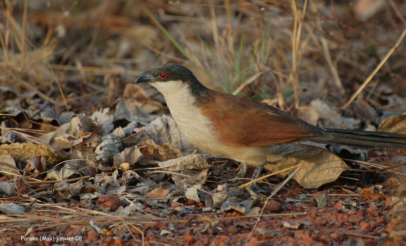 Senegal Coucaladult