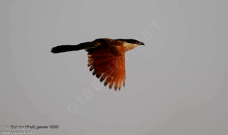 Senegal Coucaladult, Flight