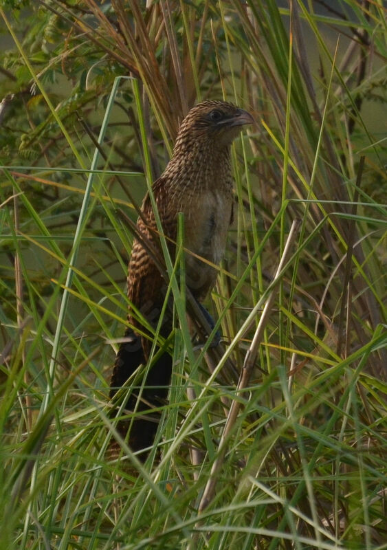 Coucal noiradulte internuptial, identification