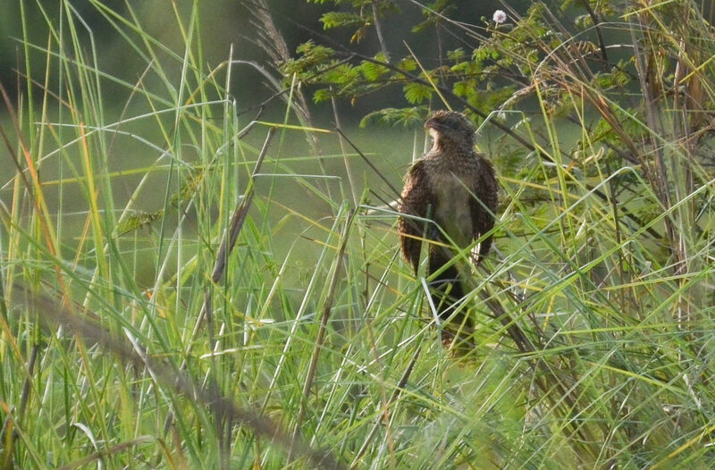 Coucal noir