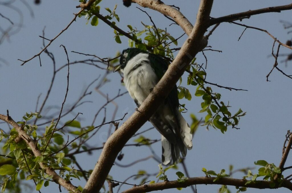 Klaas's Cuckooadult breeding, identification