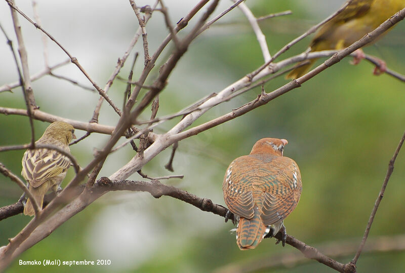 Diederik Cuckoojuvenile