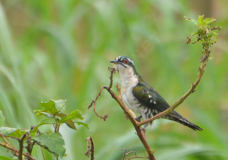 Coucou didricadulte, identification