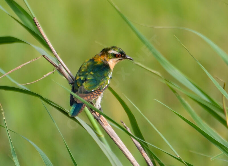 Diederik Cuckoosubadult, identification