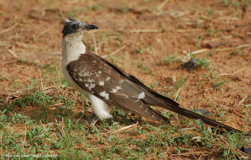 Great Spotted Cuckooimmature