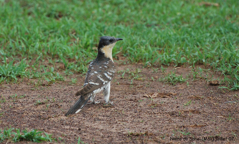 Great Spotted Cuckooadult