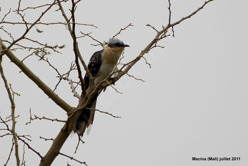 Great Spotted Cuckooadult