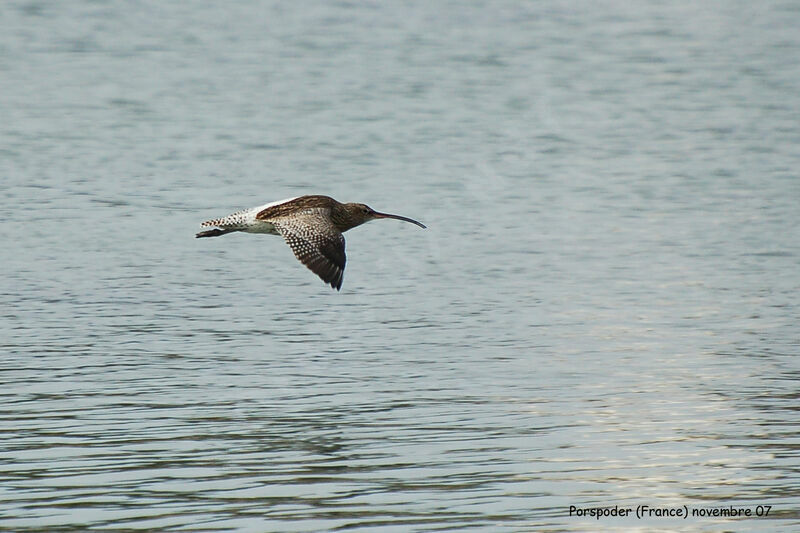 Eurasian Curlew