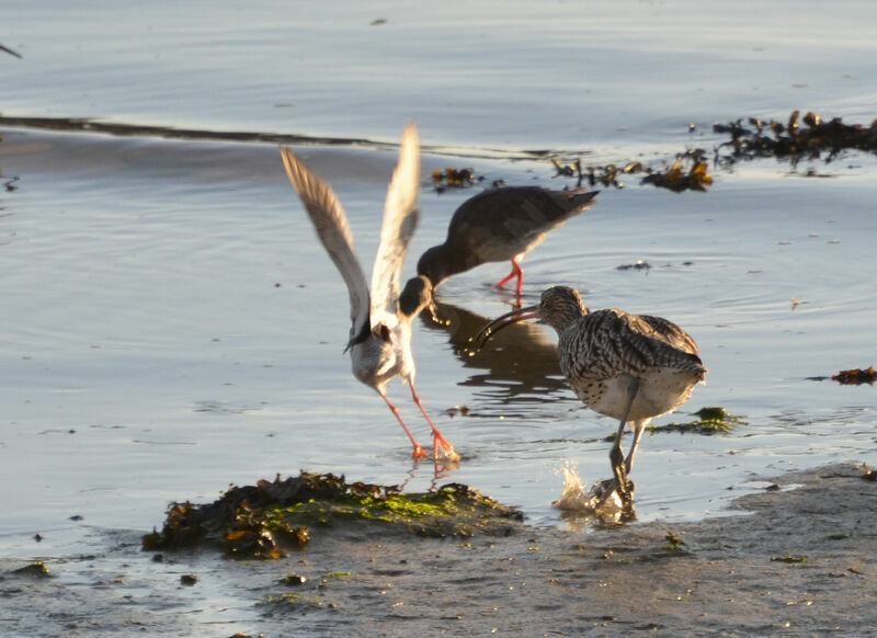 Eurasian Curlew, Behaviour