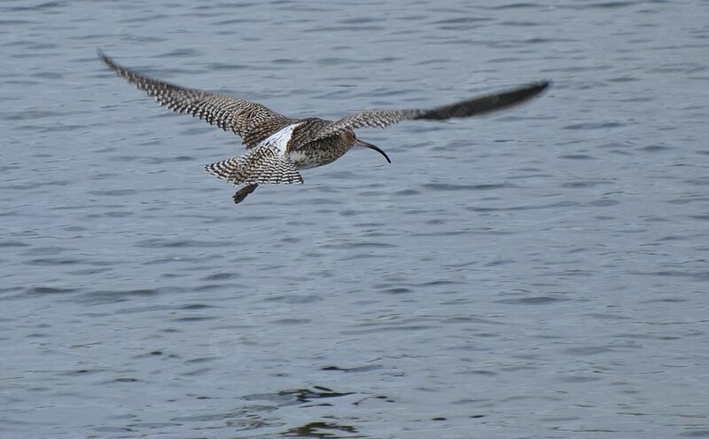 Eurasian Curlewadult, Flight