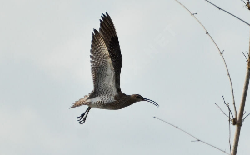 Eurasian Whimbrel