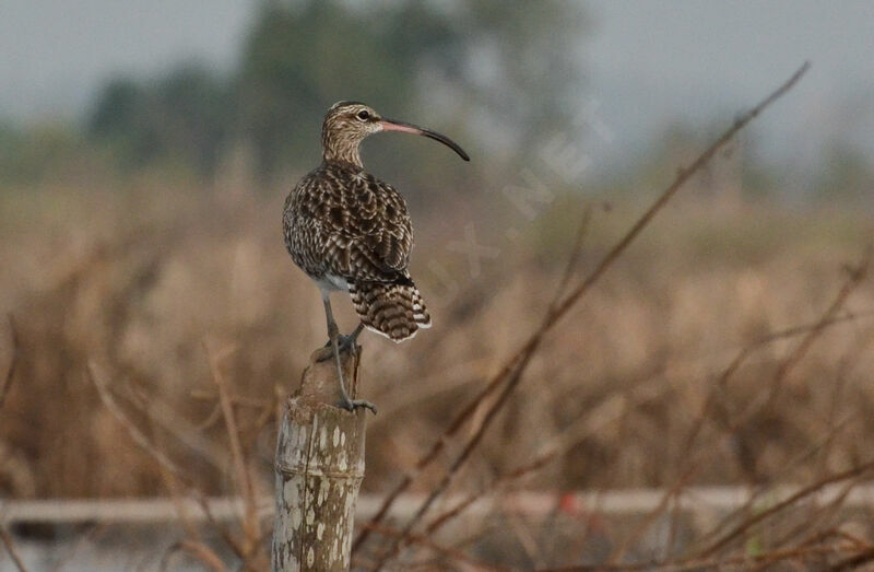 Eurasian Whimbreladult, identification