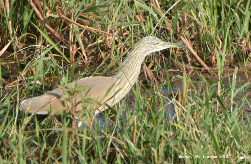 Squacco Heronadult, identification