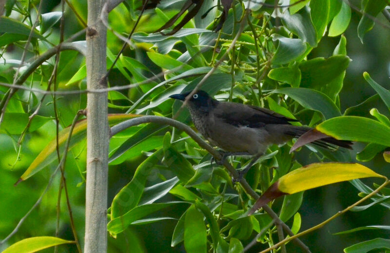 Blackcap Babbleradult, identification