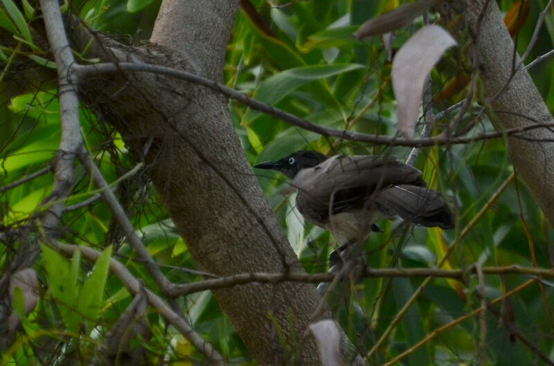 Blackcap Babbleradult, identification