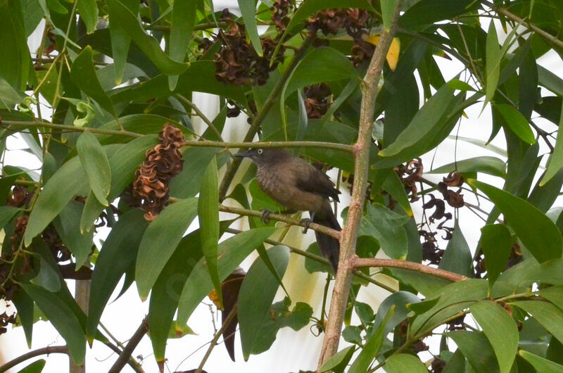 Blackcap Babblerimmature, identification