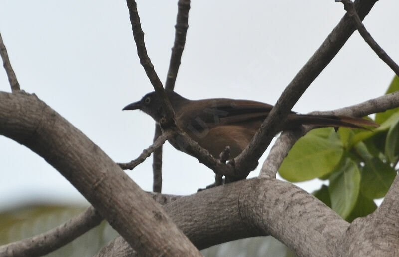 Blackcap Babbler